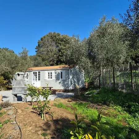 L'oliveraie