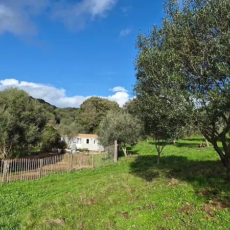L'oliveraie *