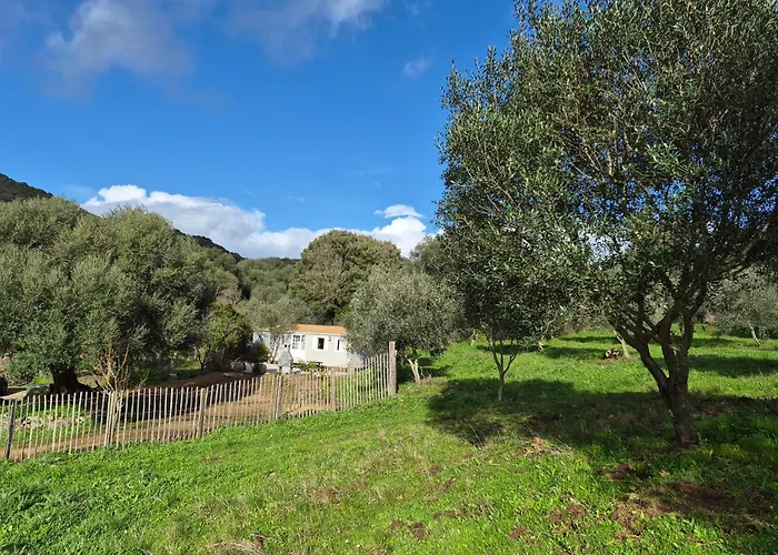 L'oliveraie *